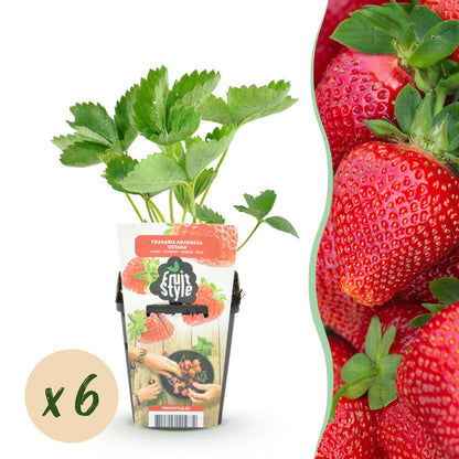 Buitenplant 6x Aardbei Fragaria 'Maxim' - Winterhard - Pot Ø 9cm Hoogte ↕ 20cm