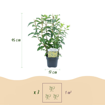 Buitenplant - Forsythia intermedia 'Goldrauch' - Bloeiend - Pot Ø 17cm Hoogte ↕ 45cm
