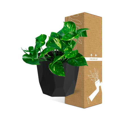 Kamerplant - Epipremnum Pinnatum 'Aureum' - Pot Ø 14cm