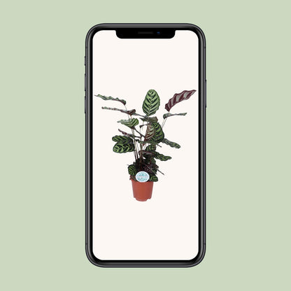 Kamerplant - Calathea Makoyana - Pot Ø 21cm Hoogte ↕ 70cm