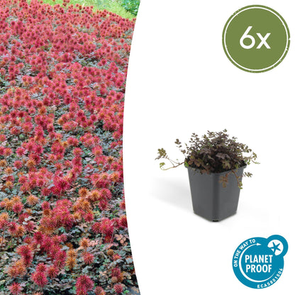 Buitenplant 6x Acaena microphylla 'Kupferteppich' - Vaste plant - Pot Ø 9cm Hoogte ↕ 10-25cm