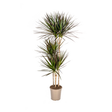 XL Kamerplant - Dracaena Marginata Magenta - Luchtzuiverend - Pot Ø 24cm Hoogte ↕ 130-150cm