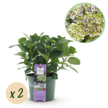 Buitenplant 2x Hydrangea Magical Jewel Blue - Bloeiend - Pot Ø 23cm Hoogte ↕ 55cm