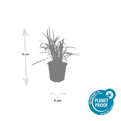 Buitenplant 48x Liriope muscari 'Moneymaker' - Bloeiend - Pot Ø 9cm Hoogte ↕ 10-25cm