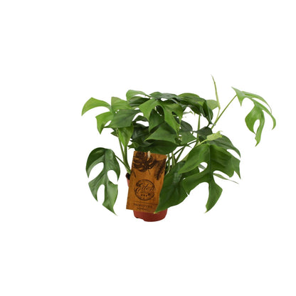 Kamerplant - Monstera Minima - Pot Ø 12cm Hoogte ↕ 30cm