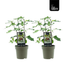 Buitenplant 2x Ficus Precose De Dalmatie - Pot Ø 15cm Hoogte ↕ 40cm
