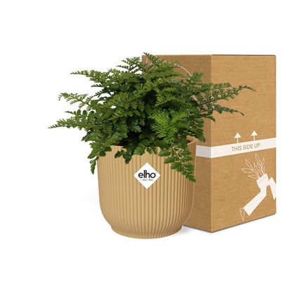 Kamerplant - Asplenium Parvati - Pot Ø 14cm