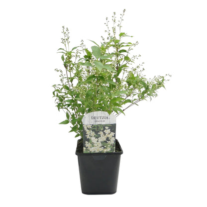 Buitenplant - Deutzia gracilis - Bloeiend - Pot Ø 17cm Hoogte ↕ 45cm