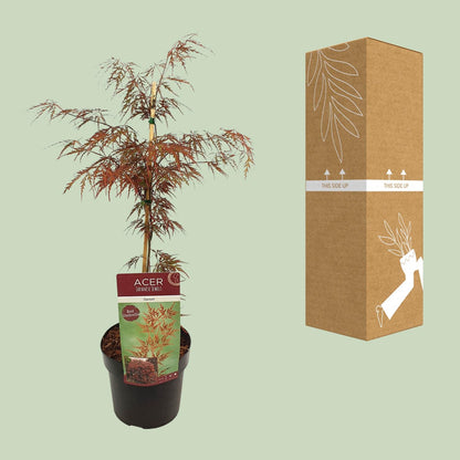 Buitenplant - Acer palmatum 'Garnet' - Pot Ø 19cm Hoogte ↕ 40cm