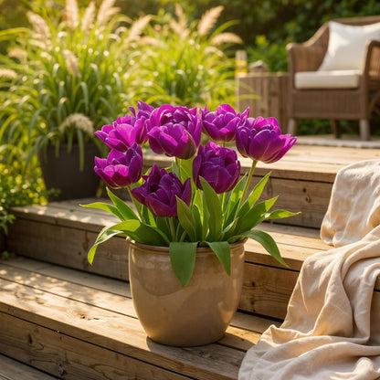 Bloembollen - Tulp Double Lilac - Paars - 50 stuks - Bolmaat 11/12