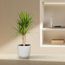Kamerplant - Dracaena Marginata - Pot Ø 17cm Hoogte ↕ 90cm
