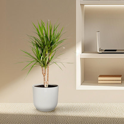 Kamerplant - Dracaena Marginata - Pot Ø 17cm Hoogte ↕ 90cm