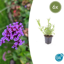 Buitenplant 6x Verbena bonariensis - Bloeiend - Pot Ø 9cm Hoogte ↕ 10-25cm