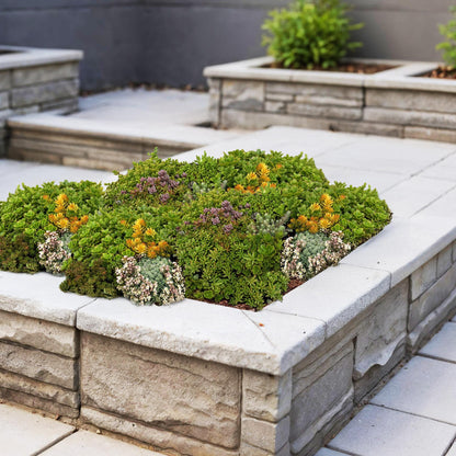 Buitenplant 12x Sedum mat - Winterhard bodembedekker - 10 soorten - 50x30cm