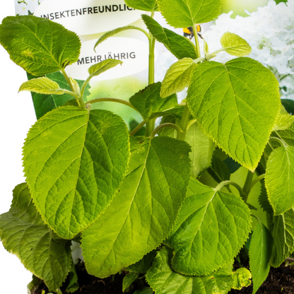 Buitenplant - Hydrangea arborescens Annabelle - Bloeiend - Pot Ø 19cm Hoogte ↕ 30-40cm