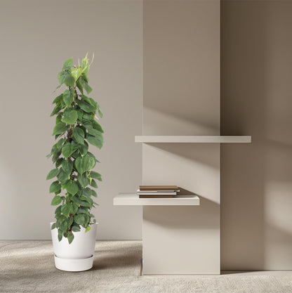 Kamerplant - Philodendron Scandens Gaasrek - Pot Ø 27cm Hoogte ↕ 150cm