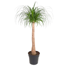 Kamerplant - Beaucarnea stam - Pot Ø 32cm Hoogte ↕ 120cm