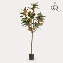 XL Kunstplant - Magnolia Grandiflora - Hoogte ↕ 150cm
