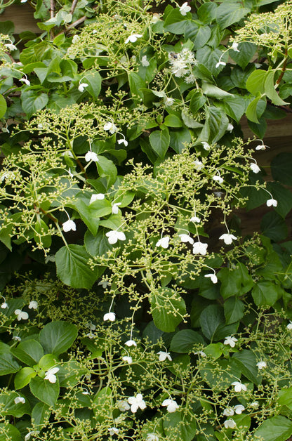 Buitenplant - Hydrangea petiolaris - Klimhortensia - Pot Ø 15cm Hoogte ↕ 65cm