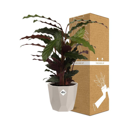 Kamerplant - Calathea Rufibarba 'Tropistar' - Pot Ø 14cm