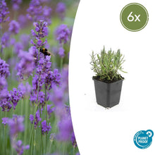 Buitenplant 6x Lavandula ang. 'Munstead' - Bloeiend - Pot Ø 9cm Hoogte ↕ 10-25cm