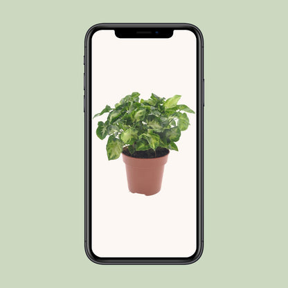 Kamerplant - Syngonium Pixie - Pot Ø 12cm Hoogte ↕ 20cm