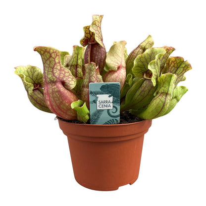 Buitenplant - Sarracenia Purpurea - Pot Ø 12cm Hoogte ↕ 20cm
