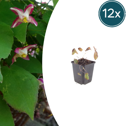 Buitenplant 12x Epimedium rubrum - Pot Ø 9cm Hoogte ↕ 10-25cm