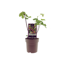 Kamerplant - Ficus Bornholm - Pot Ø 15cm Hoogte ↕ 40cm