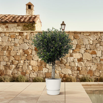 XL plant - Olea europaea - Pot Ø 50cm Hoogte ↕ 180cm