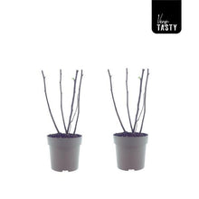 Buitenplant 2x Ficus Bornholm - Pot Ø 15cm Hoogte ↕ 40cm
