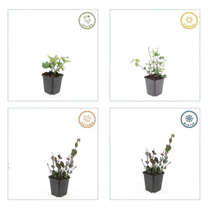 Buitenplant 12x Euonymus fortunei 'Coloratus' - Pot Ø 9cm Hoogte ↕ 10-25cm