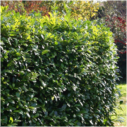 Buitenplant 6x Prunus laurocerasus 'Rotundifolia' - Winterhard - Haagplant groenblijvend