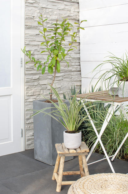 Buitenplant - Mespilus germanica 'Westerfield' - Winterhard - Pot Ø 23cm Hoogte ↕ 120cm