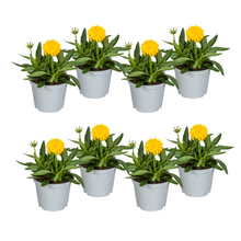 Buitenplant 8x Coreopsis Grandiflora - Bloeiend - Pot Ø 13cm Hoogte ↕ 25-35cm