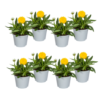 Buitenplant 8x Coreopsis Grandiflora - Bloeiend - Pot Ø 13cm Hoogte ↕ 25-35cm