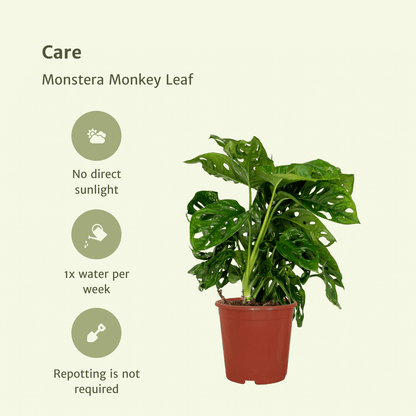 Kamerplant 2x Monstera Monkey Leaf - Gatenplant - Pot Ø 12cm Hoogte ↕ 30cm