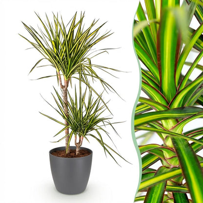 Kamerplant - Dracaena Sunray - Pot Ø 21cm Hoogte ↕ 90-100cm