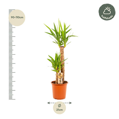 Kamerplant - Yucca - Pot Ø 21cm Hoogte ↕ 100cm