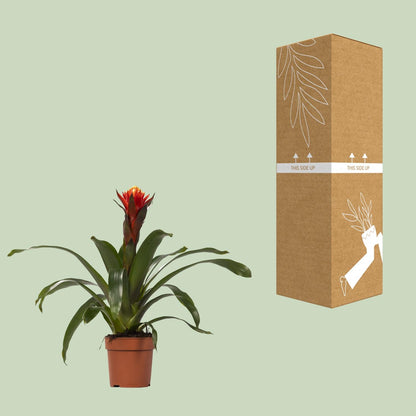 Kamerplant - Guzmania Happiness - Pot Ø 12cm Hoogte ↕ 45cm