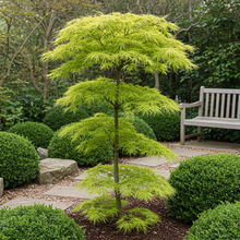 Buitenplant - Acer palmatum Koto-no-ito - Bladverliezend - Pot Ø 19cm Hoogte ↕ 70cm