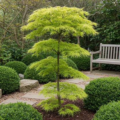Buitenplant - Acer palmatum Koto-no-ito - Bladverliezend - Pot Ø 19cm Hoogte ↕ 70cm