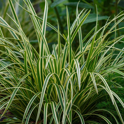 Buitenplant 2x Carex morrowii 'Ice Dance' - Bladhoudend - Pot Ø 17cm Hoogte ↕ 50cm