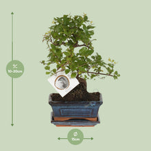 Kamerplant - Bonsai Sageretia S-vorm - Pot Ø 15cm Hoogte ↕ 15cm