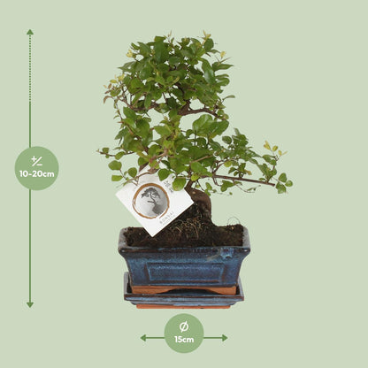 Kamerplant - Bonsai Sageretia S-vorm - Pot Ø 15cm Hoogte ↕ 15cm