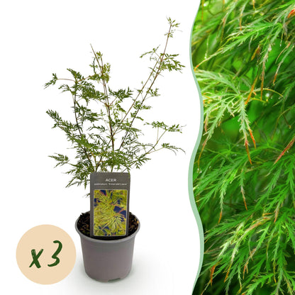 Buitenplant 3x Acer palmatum Emerald Lace - Bladverliezend - Pot Ø 12cm Hoogte ↕ 35cm