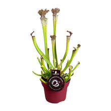 Kamerplant - Sarracenia Farnhamii - Vleesetende plant - Pot Ø 12cm Hoogte ↕ 40cm