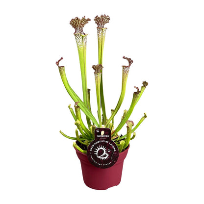 Kamerplant - Sarracenia Farnhamii - Vleesetende plant - Pot Ø 12cm Hoogte ↕ 40cm