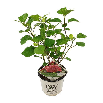 Buitenplant - Hydrangea arborescens 'Pink Annabelle' - Bloeiend - Pot Ø 19cm Hoogte ↕ 30cm