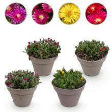 Buitenplant 4x Delosperma - Winterhard - Pot Ø 14cm Hoogte ↕ 17cm